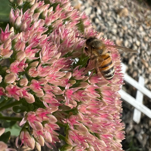 $10 in Posh Credit when you sign up + use personal invite code:  @meant_2bee 🐝 - Picture 2 of 3